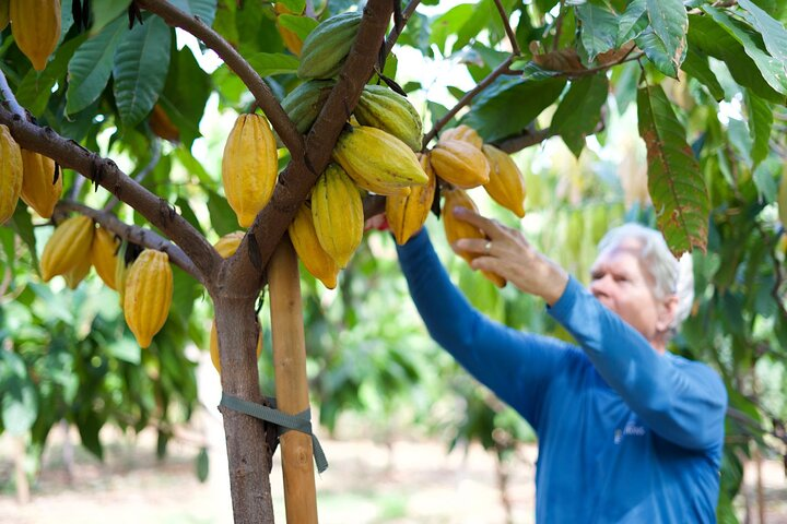 Lahaina: Maui Ku'ia Estate Guided Cacao Farm Tour and Tasting - Photo 1 of 9